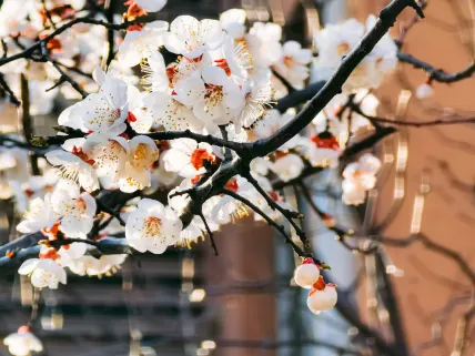 Casino777 Kasino Mobilná aplikácia